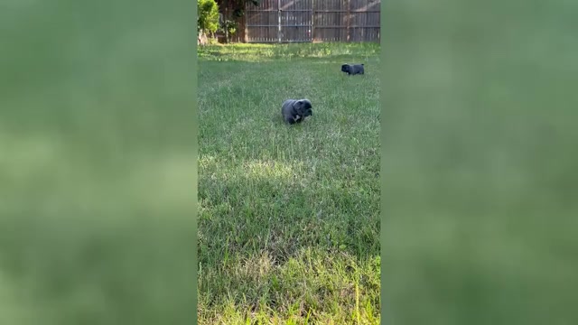 Video preview image #7 French Bulldog Puppy For Sale in ORANGE, TX, USA
