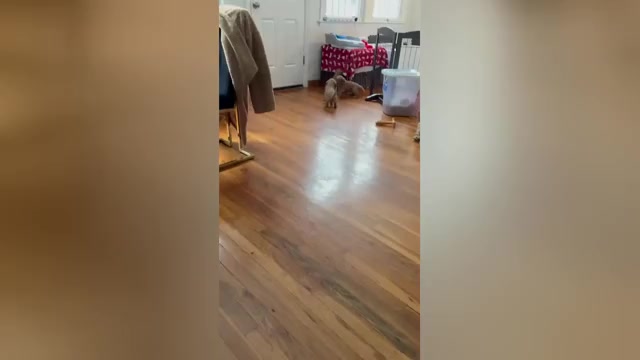 Video preview image #2 Goldendoodle Puppy For Sale in OAKLAND GARDENS, NY, USA