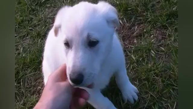 Video preview image #1 German Shepherd Dog Puppy For Sale in PIEDMONT, MO, USA