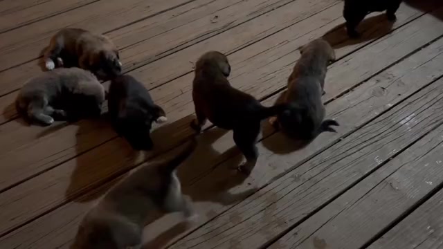 Video preview image #1 Labrenees Puppy For Sale in BELTON, TX, USA