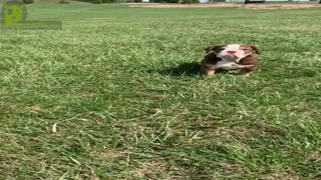 Video preview image #2 Olde English Bulldogge Puppy For Sale in WARSAW, IN, USA