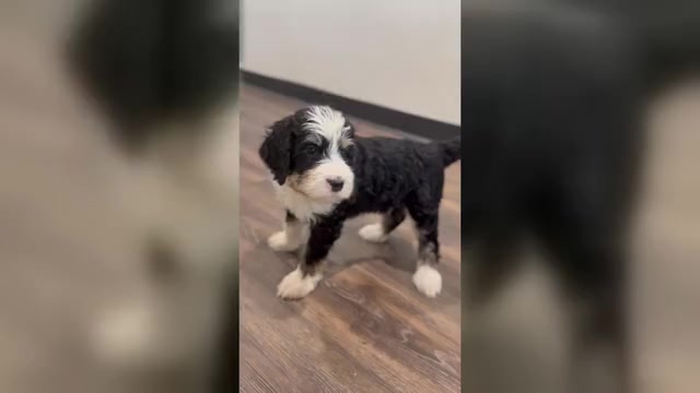 Video preview image #1 Bernedoodle-Poodle (Standard) Mix Puppy For Sale in MENIFEE, CA, USA