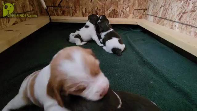 Video preview image #1 Brittany Puppy For Sale in FORT COLLINS, CO, USA