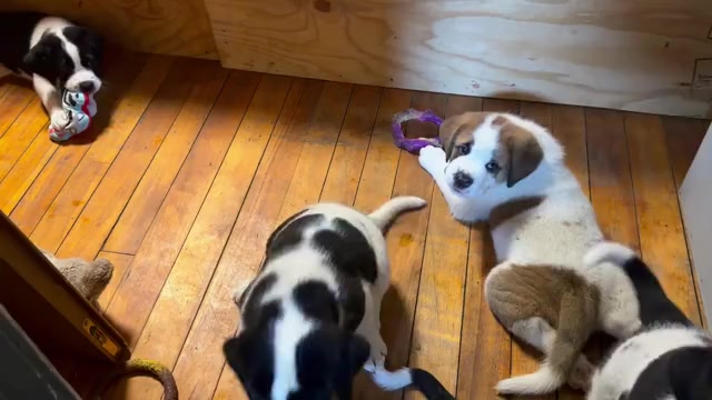 Video preview image #4 Cane Corso-Saint Bernard Mix Puppy For Sale in WORCESTER, MA, USA