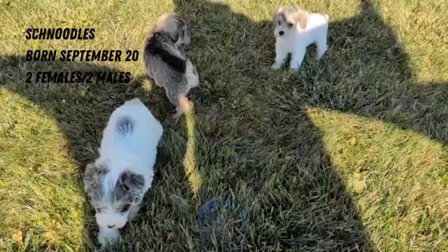 Video preview image #2 Schnoodle (Miniature) Puppy For Sale in GOSHEN, IN, USA