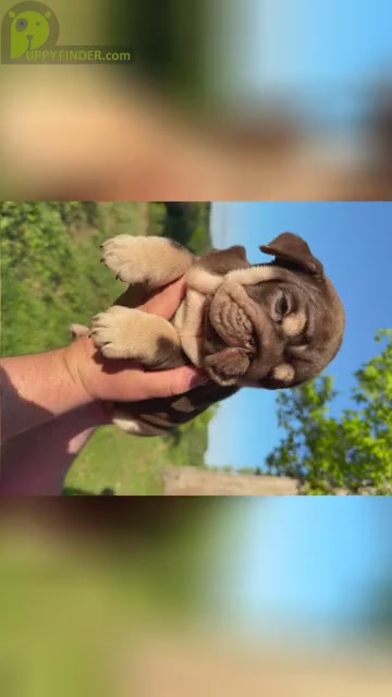 Video preview image #2  Breeder Profile in RINGGOLD, GA, USA