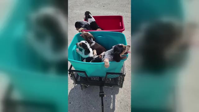 Video preview image #1 Beagle Puppy For Sale in BOWLING GREEN, MO, USA