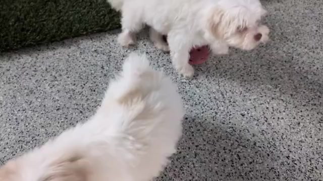 Video preview image #3 Havanese Puppy For Sale in GOSHEN, IN, USA