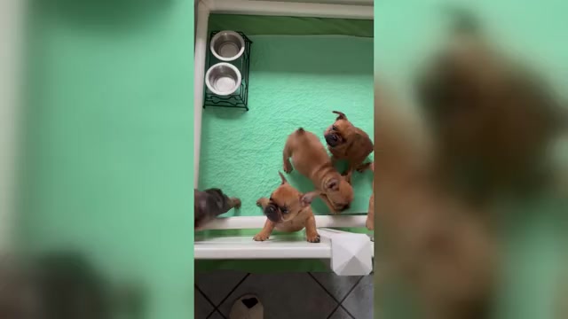 Video preview image #1 French Bulldog Puppy For Sale in MAYO, FL, USA