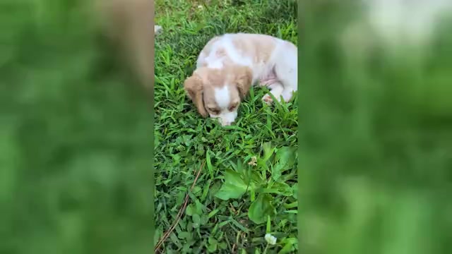 Video preview image #1 Dachshund Puppy For Sale in FOREST CITY, NC, USA