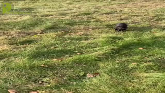 Video preview image #19 Poodle (Toy)-Yorkshire Terrier Mix Puppy For Sale in WARSAW, IN, USA