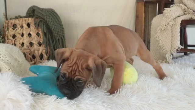 Video preview image #1 Boxer Puppy For Sale in SHIPSHEWANA, IN, USA