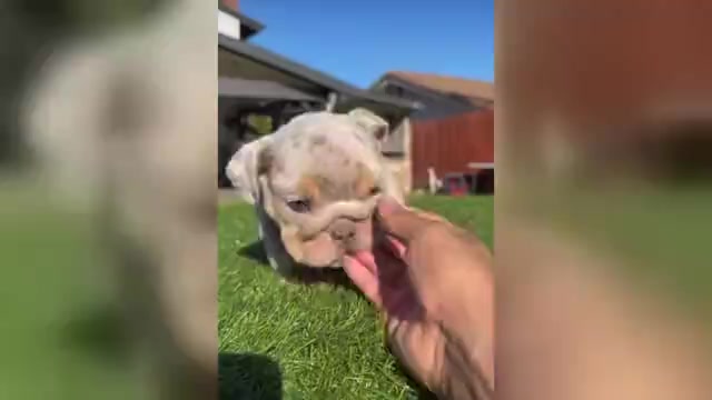 Video preview image #1 English Bulldog Puppy For Sale in BERKELEY, CA, USA