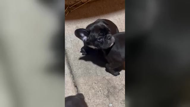 Video preview image #6 French Bulldog Puppy For Sale in JOLIET, IL, USA