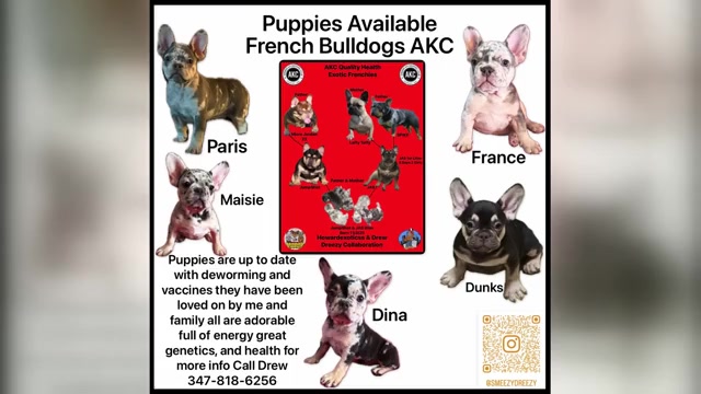 Video preview image #1 French Bulldog Puppy For Sale in BROOKLYN, NY, USA