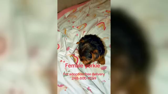 Video preview image #1 Yorkshire Terrier Puppy For Sale in DETROIT, MI, USA
