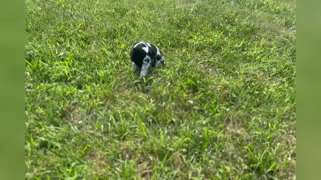 Video preview image #1 Cocker Spaniel Puppy For Sale in WARSAW, IN, USA