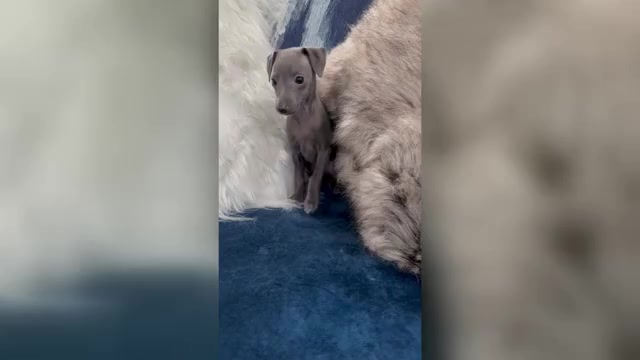 Video preview image #1 Italian Greyhound Puppy For Sale in GLEN BURNIE, MD, USA