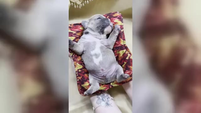 Video preview image #7 French Bulldog Puppy For Sale in WEXFORD, PA, USA