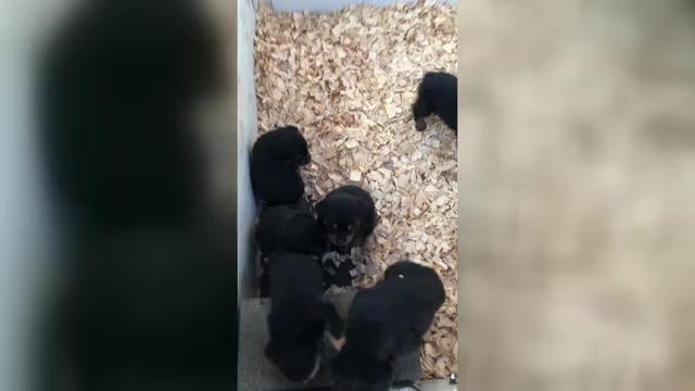 Video preview image #2 Rottweiler Puppy For Sale in VONORE, TN, USA