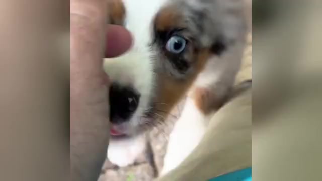 Video preview image #2 Miniature Australian Shepherd Puppy For Sale in HARRISON, OH, USA