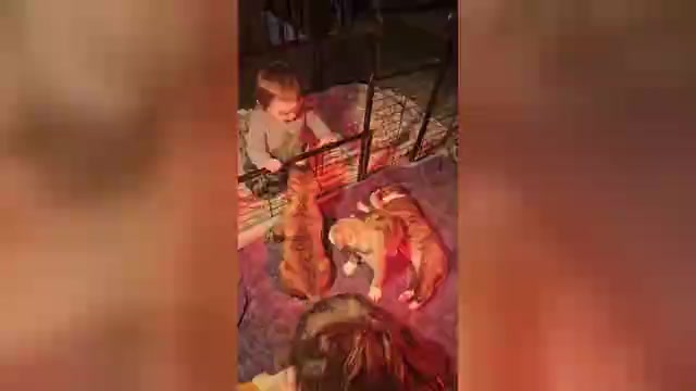 Video preview image #1 Alapaha Blue Blood Bulldog Puppy For Sale in SHELOCTA, PA, USA