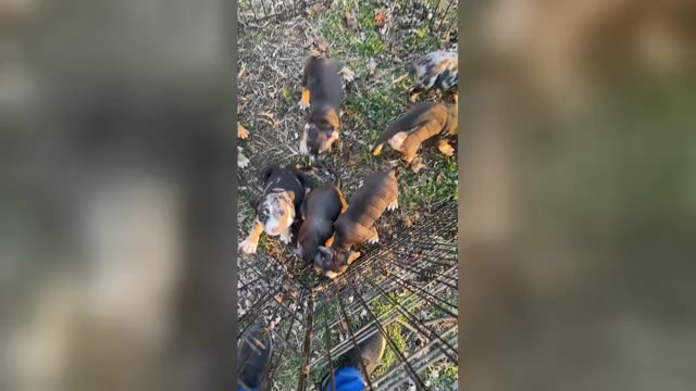 Video preview image #1 American Bully Puppy For Sale in BOLIVAR, MO, USA