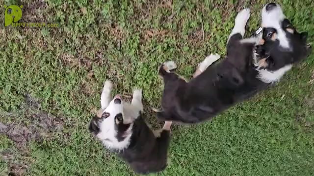 Video preview image #1 Australian Shepherd Puppy For Sale in CLEARWATER, FL, USA