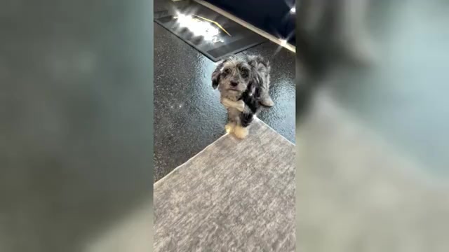 Video preview image #1 Cavapoo (Miniature) Puppy For Sale in WARSAW, IN, USA