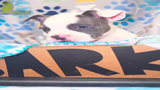 Video preview image #5 American Bully Puppy For Sale in JERSEY CITY, NJ, USA