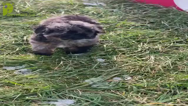 Video preview image #5 Poodle (Miniature) Puppy For Sale in WARSAW, IN, USA