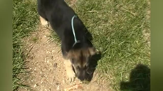 Video preview image #1 German Shepherd Dog Puppy For Sale in PIEDMONT, MO, USA