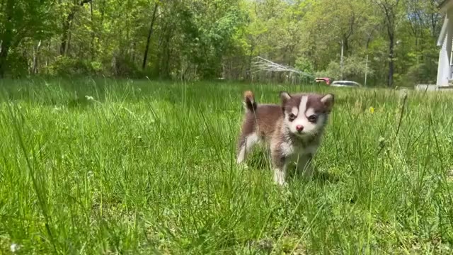Video preview image #4 Pomsky Puppy For Sale in DRACUT, MA, USA