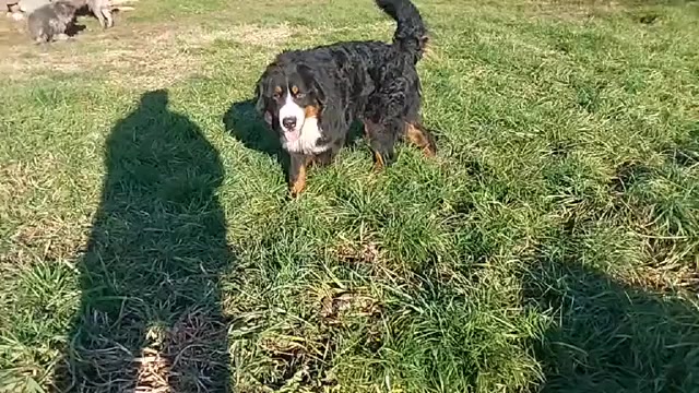 Video preview image #4 Bernese Mountain Dog Puppy For Sale in Hatvan, Heves, Hungary