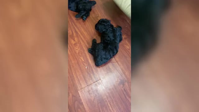 Video preview image #1 Schnauzer (Giant) Puppy For Sale in HOUSTON, TX, USA