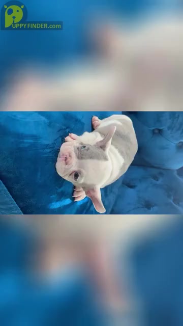 Video preview image #6 French Bulldog Puppy For Sale in CHARLESTON, SC, USA