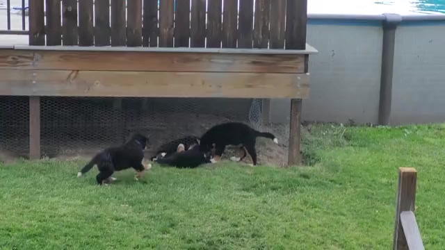 Video preview image #2 Bernese Mountain Dog Puppy For Sale in LANSING, MI, USA