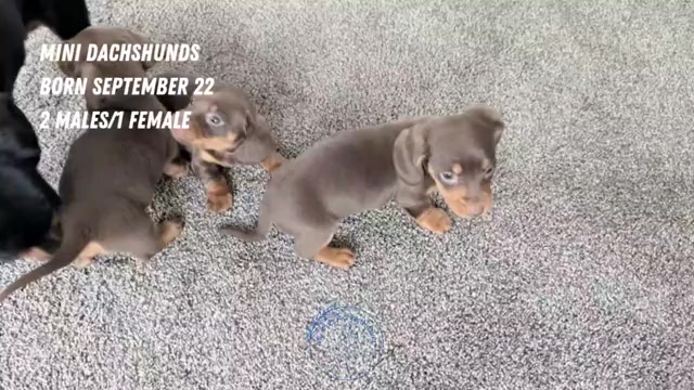 Video preview image #2 Dachshund Puppy For Sale in GOSHEN, IN, USA
