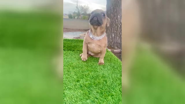 Video preview image #3 French Bulldog Puppy For Sale in WEST HOLLYWOOD, CA, USA