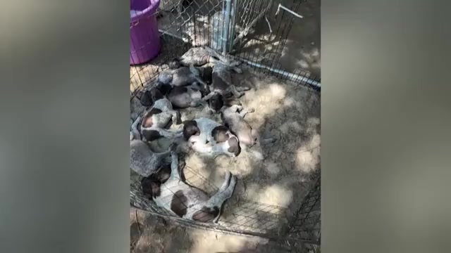 Video preview image #2 German Shorthaired Pointer-German Wirehaired Pointer Mix Puppy For Sale in DEFUNIAK SPRINGS, FL, USA