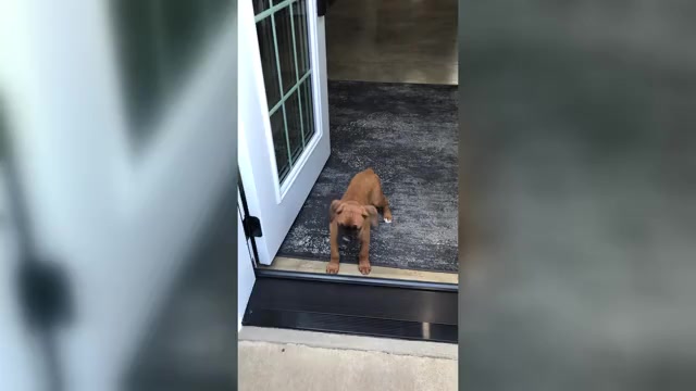Video preview image #7 Boxer Puppy For Sale in APPLE CREEK, OH, USA
