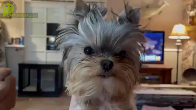 Video preview image #1 Yorkshire Terrier Puppy For Sale in OSCODA, MI, USA