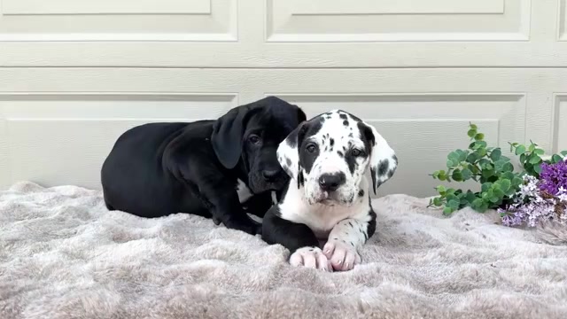 Video preview image #1 Great Dane Puppy For Sale in WAKARUSA, IN, USA