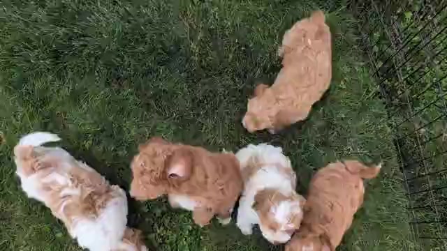 Video preview image #10 Poovanese Puppy For Sale in GOSHEN, IN, USA