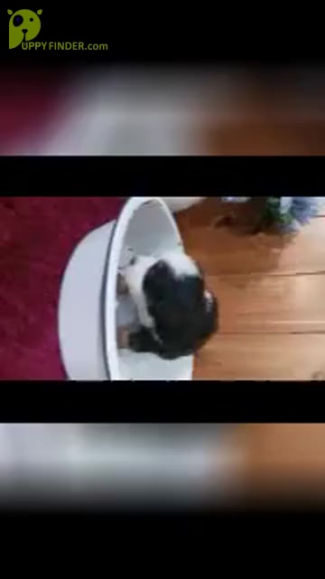 Video preview image #4 Bernese Mountain Dog Puppy For Sale in SHIPSHEWANA, IN, USA