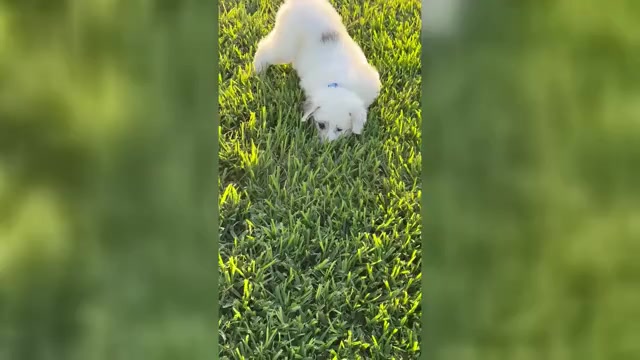 Video preview image #1  Breeder Profile in VICTORIA, TX, USA