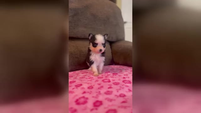 Video preview image #6 Pomsky Puppy For Sale in DRACUT, MA, USA