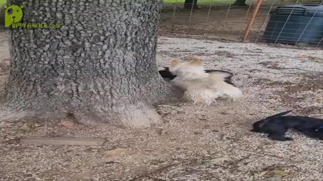 Video preview image #1 Scottish Terrier Puppy For Sale in NEOSHO, MO, USA
