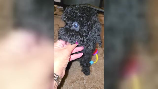 Video preview image #3 Poodle (Toy) Puppy For Sale in DYERSBURG, TN, USA