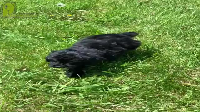 Video preview image #2 Poodle (Miniature) Puppy For Sale in WARSAW, IN, USA